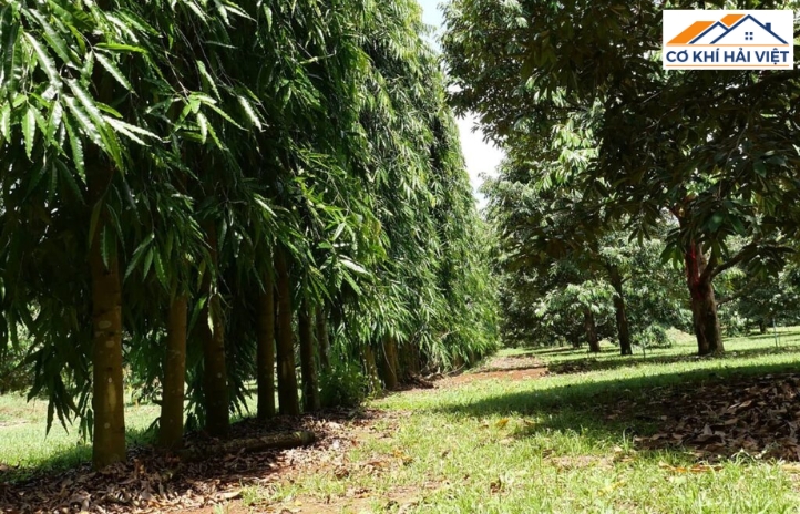 Cân nhắc trồng hàng cây chắn gió ở hướng thường xuyên đón gió bão